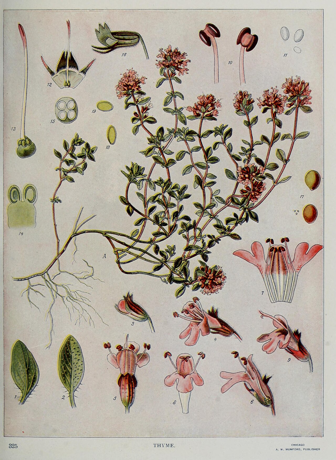natural cosmetics herbs (foto: Banta, Nathaniel Moore, 1867-;
Schneider, Albert, 1863-;
Higley, William Kerr, 1860-1908;

Abbott, Gerard Alan / No restrictions, Wikimedia Commons)
