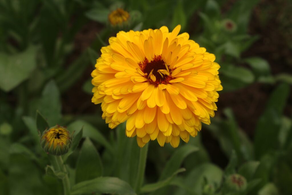 Orangefarbene Ringelblumen wachsen dicht an dicht auf einem Feld im Sonnenlicht